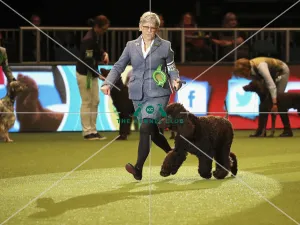 Crufts 2019 - Day One, NEC, UK - 7 Mar 2019
