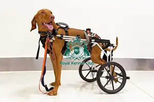 Hungarian Vizsla Prints: Crufts 2019 - Day One, NEC, UK - 7 Mar 2019