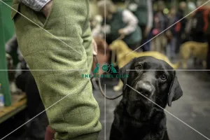 labrador