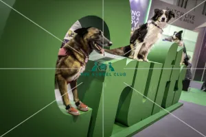 Crufts 2019 - Day One, NEC, UK - 7 Mar 2019