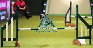 Agility Novice Final Prints: Crufts 2019 - Day One, NEC, UK - 7 Mar 2019