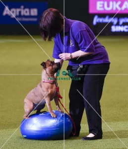 Crufts 2019 - Day One, NEC, UK - 7 Mar 2019