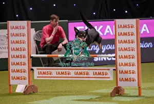 Crufts Team Prints: Crufts 2019 - Day One, NEC, UK - 7 Mar 2019