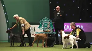Gundog Group Judging Prints: Crufts 2019 - Day One, NEC, UK - 7 Mar 2019