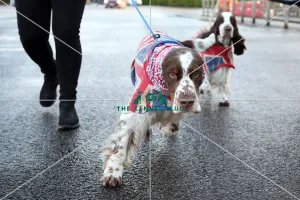 Crufts 2019 - Day One, NEC, UK - 7 Mar 2019