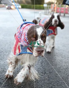 Crufts 2019 - Day One, NEC, UK - 7 Mar 2019