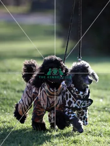 Poodle (Toy)