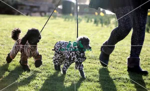 Poodle (Toy)