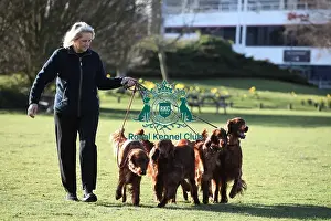 Irish Setter Prints: Crufts 2019 - Day One, NEC, UK - 7 Mar 2019