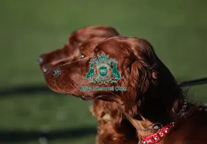 Irish Setter Prints: Crufts 2019 - Day One, NEC, UK - 7 Mar 2019