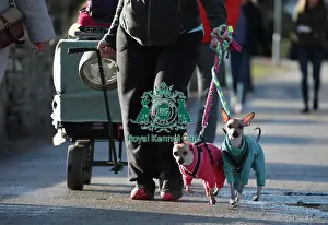 Crufts 2019 - Day One, NEC, UK - 7 Mar 2019