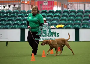 Obedience Ring Prints: Crufts 2019 - Day One, NEC, UK - 7 Mar 2019