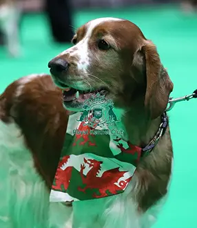 Crufts 2019 - Day One, NEC, UK - 7 Mar 2019