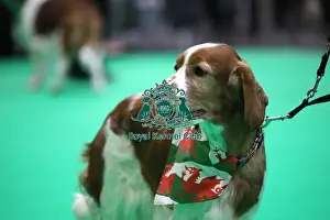 Crufts 2019 - Day One, NEC, UK - 7 Mar 2019