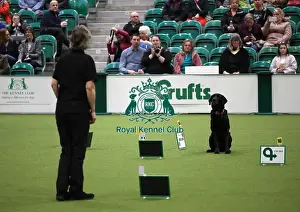 Obedience Ring Prints: Crufts 2019 - Day One, NEC, UK - 7 Mar 2019
