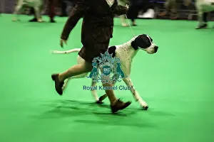 Pointer Prints: Crufts 2019 - Day One, NEC, UK - 7 Mar 2019