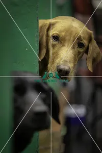 Crufts 2019 - Day One, NEC, UK - 7 Mar 2019