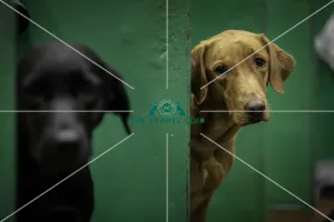 Crufts 2019 - Day One, NEC, UK - 7 Mar 2019