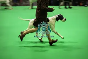 Pointer Prints: Crufts 2019 - Day One, NEC, UK - 7 Mar 2019