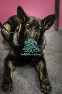 German Shepherd Dog Prints: Crufts 2019 - Day One, NEC, UK - 7 Mar 2019