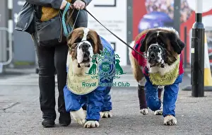 Arrival Prints: Crufts 2019 - Day One, NEC, UK - 7 Mar 2019