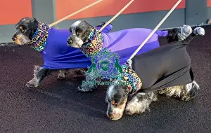 Arrival Prints: Crufts 2019 - Day One, NEC, UK - 7 Mar 2019