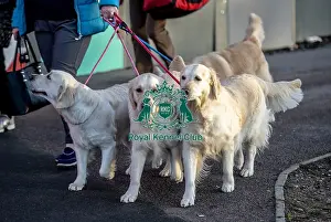 Crufts 2019 - Day One, NEC, UK - 7 Mar 2019