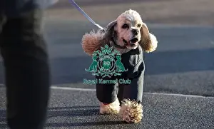 Arrival Prints: Crufts 2019 - Day One, NEC, UK - 7 Mar 2019