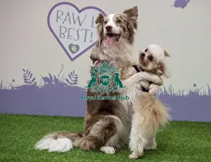 Britains Got Talent Prints: Crufts 2019 - Day One, NEC, UK - 7 Mar 2019