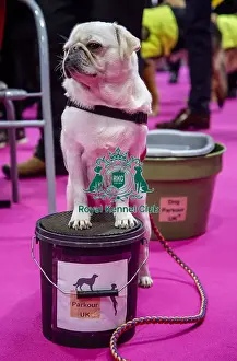 Parkour Display Team Prints: Crufts 2019 - Day One, NEC, UK - 7 Mar 2019