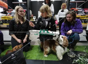 Cavalier King Charles Spaniel