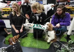 Cavalier King Charles Spaniel
