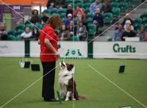 Obedience