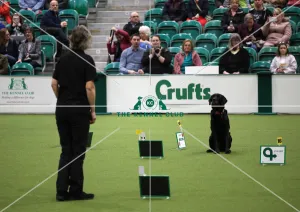 Obedience