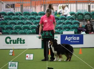 Australian Shepherd