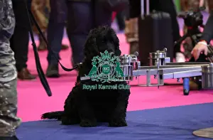Crufts 2019 - Day One, NEC, UK - 7 Mar 2019