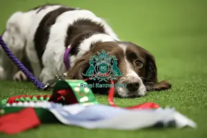 Obedience Ring Prints: Crufts 2019 - Day One, NEC, UK - 7 Mar 2019