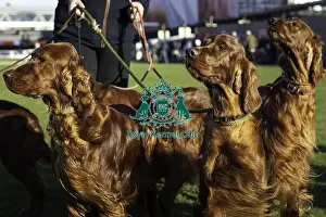 Irish Setter Prints: Crufts 2019 - Day One, NEC, UK - 7 Mar 2019