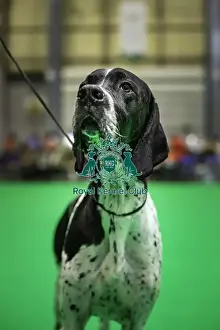 Pointer Prints: Crufts 2019 - Day One, NEC, UK - 7 Mar 2019