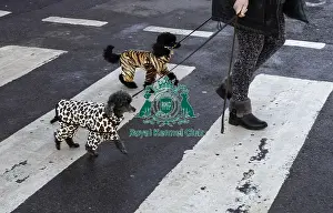 Crufts 2019 - Day One, NEC, UK - 7 Mar 2019