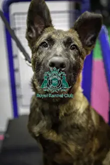 German Shepherd Dog Prints: Crufts 2019 - Day One, NEC, UK - 7 Mar 2019