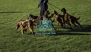 Irish Setter Prints: Crufts 2019 - Day One, NEC, UK - 7 Mar 2019