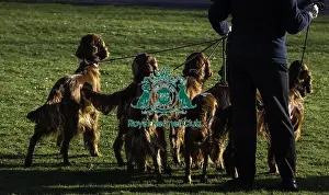 Irish Setter Prints: Crufts 2019 - Day One, NEC, UK - 7 Mar 2019