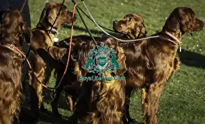 Crufts 2019 - Day One, NEC, UK - 7 Mar 2019