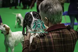 Pointer Prints: Crufts 2019 - Day One, NEC, UK - 7 Mar 2019