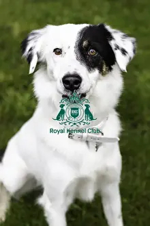 Fleur Prints: Crufts 2019 - Day One, NEC, UK - 7 Mar 2019