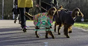 Irish Setter Prints: Crufts 2019 - Day One, NEC, UK - 7 Mar 2019