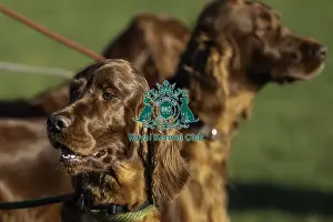 Irish Setter Prints: Crufts 2019 - Day One, NEC, UK - 7 Mar 2019