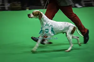 Pointer Prints: Crufts 2019 - Day One, NEC, UK - 7 Mar 2019