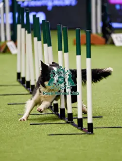 Crufts Team Prints: Crufts 2019 - Day One, NEC, UK - 7 Mar 2019